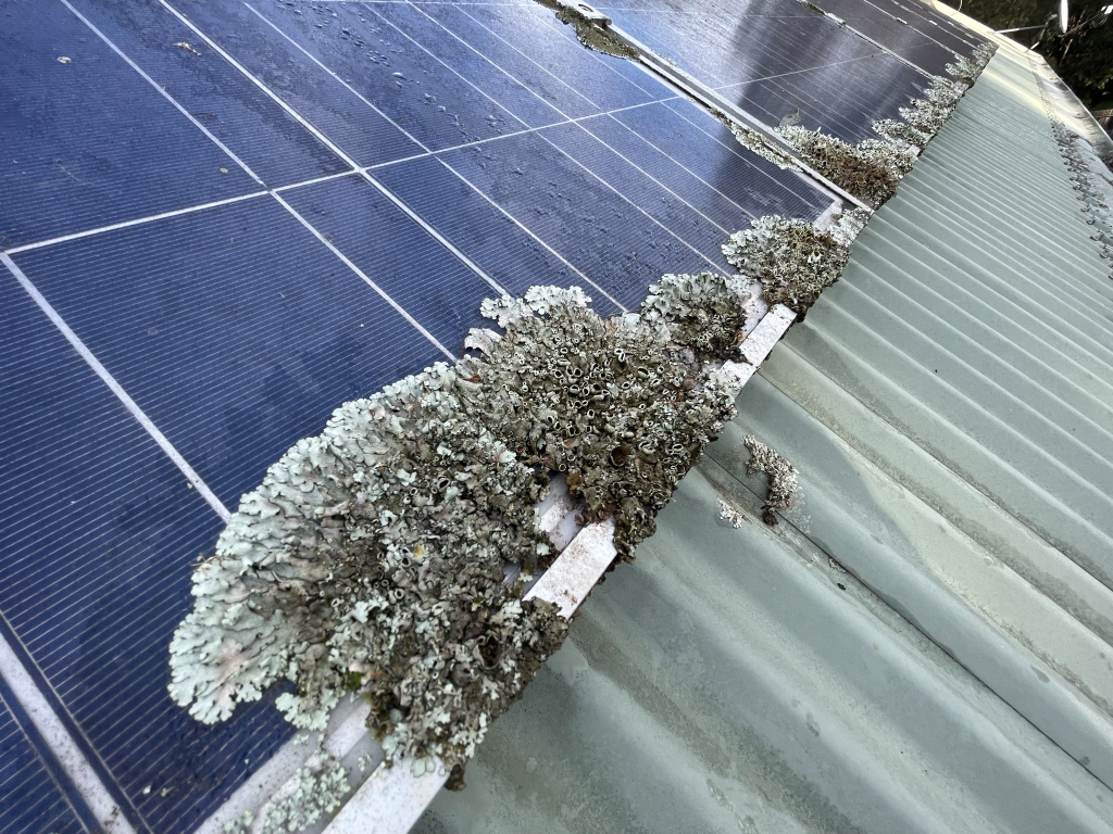 mould growth on solar panels