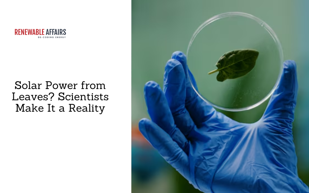 Solar Power from Leaves? Scientists Make It a Reality