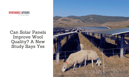 Can Solar Panels Improve Wool Quality? A New Study Says Yes