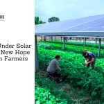 Farming Under Solar Panels: A New Hope for Indian Farmers